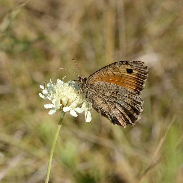 Arethusana arethusa - közönséges szemeslepke