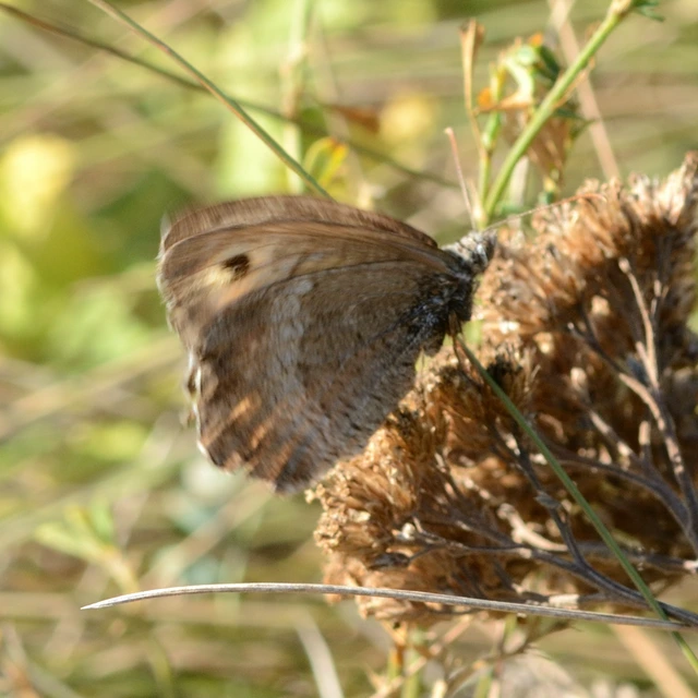 Arethusana arethusa - közönséges szemeslepke
