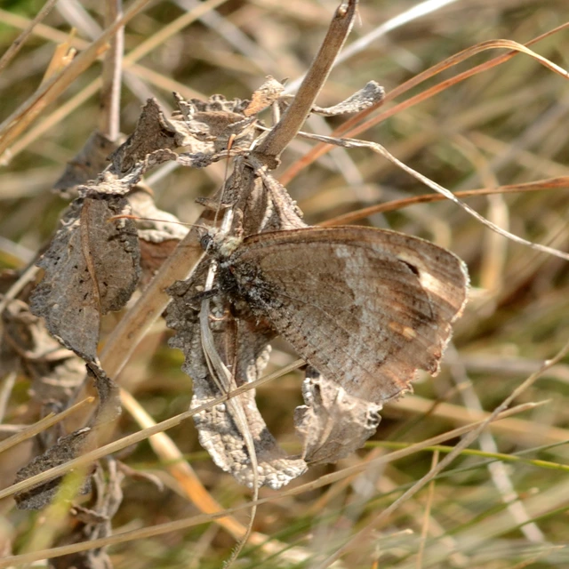 Arethusana arethusa - közönséges szemeslepke