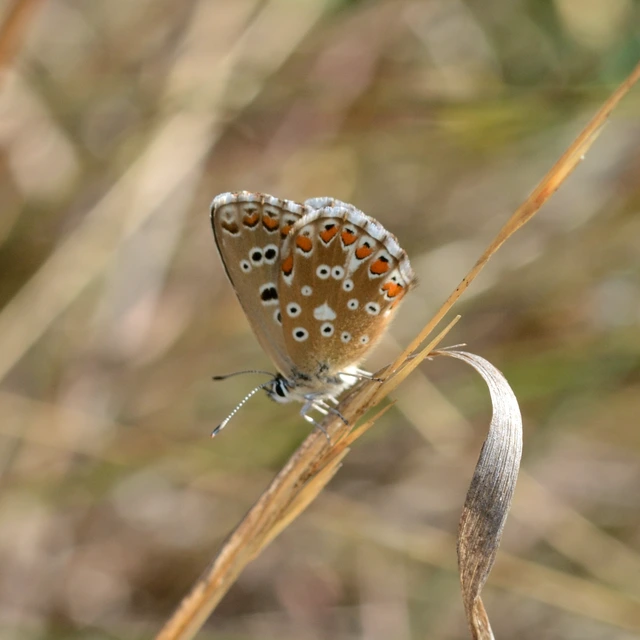 Polyommatus coridon - ezüstkék boglárka