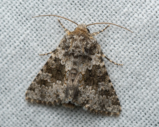 Hecatera dysodea - parajbagoly