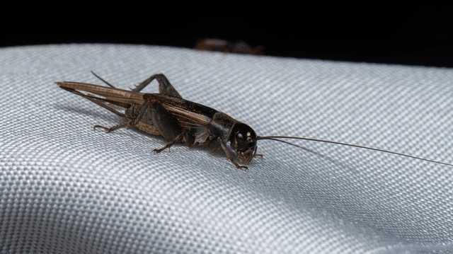 Eumodicogryllus bordigalensis - bordói tücsök