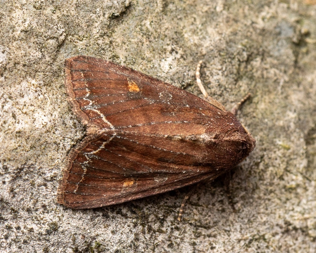 Lacanobia oleracea - saláta-kertibagoly