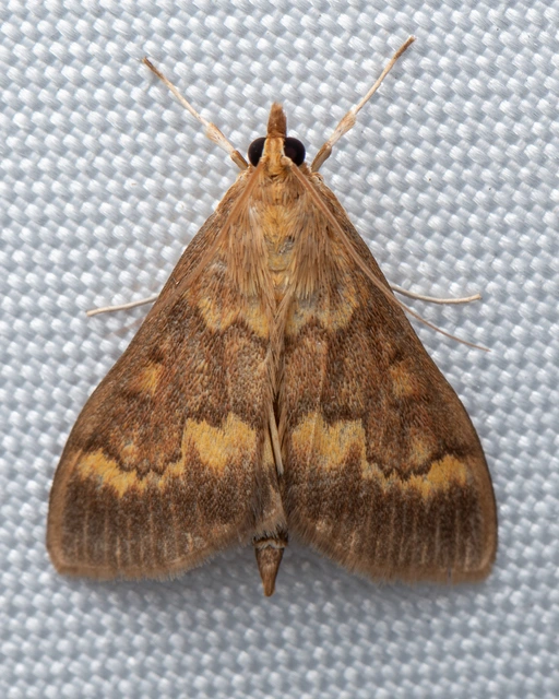Ostrinia nubilalis - kukoricamoly