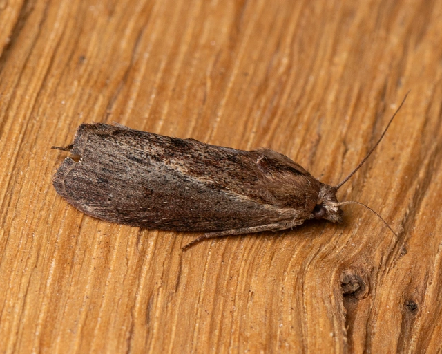 Galleria mellonella - nagy viaszmoly