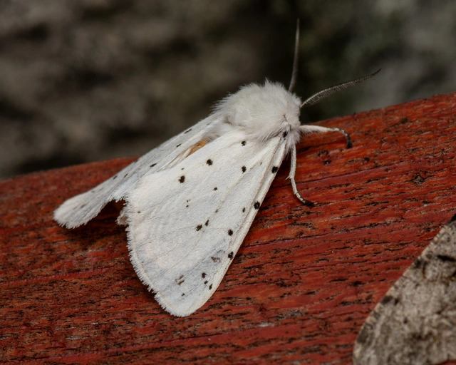 Spilosoma lubricipedum - tejszínű medvelepke