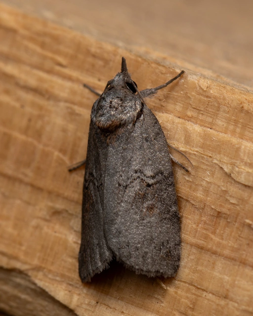 Nycteola asiatica - nyárfa-trapézbagoly