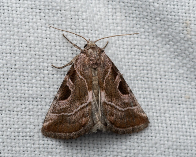 Eucarta virgo - mocsári ametisztbagoly