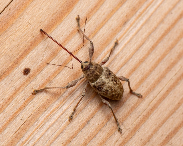 Curculio elephas - gesztenyezsuzsóka