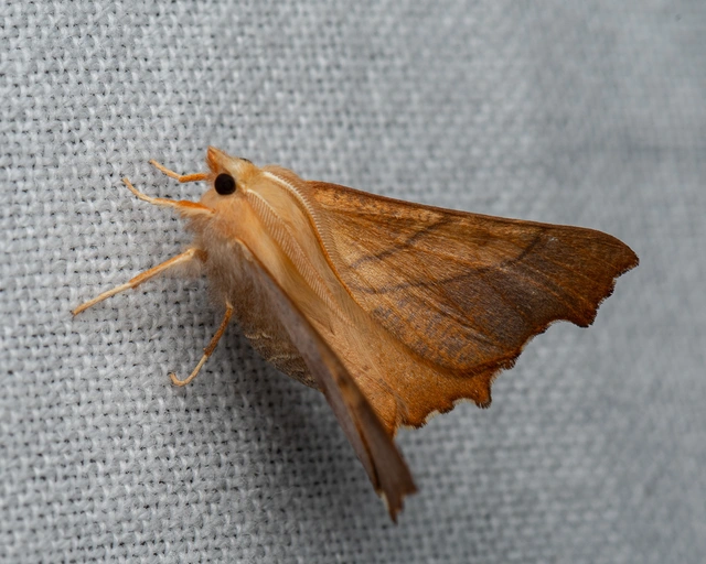 Ennomos fuscantaria - kőris-levélaraszoló