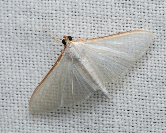Palpita vitrealis - hófehér tűzmoly