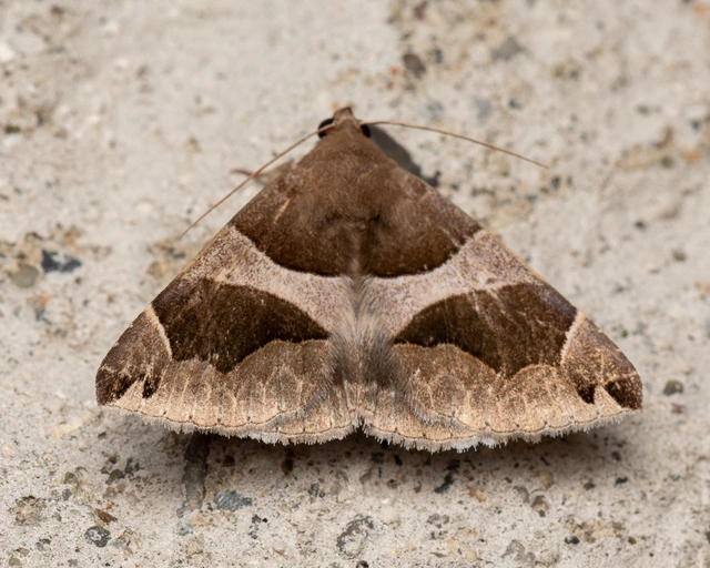 Dysgonia algira - déli porcelánbagoly