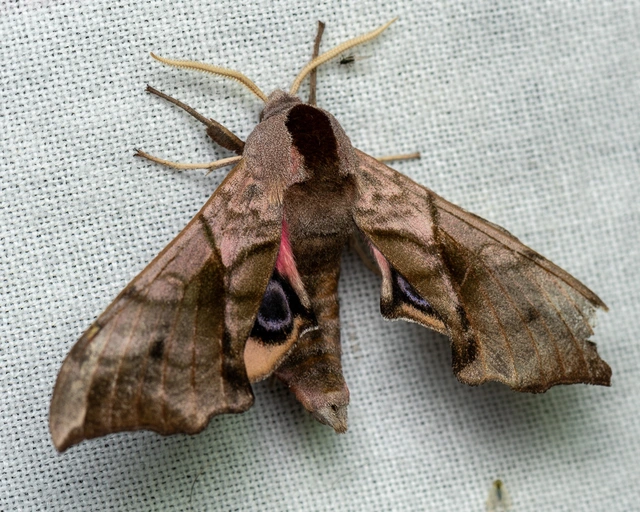 Smerinthus ocellatus - esti pávaszem