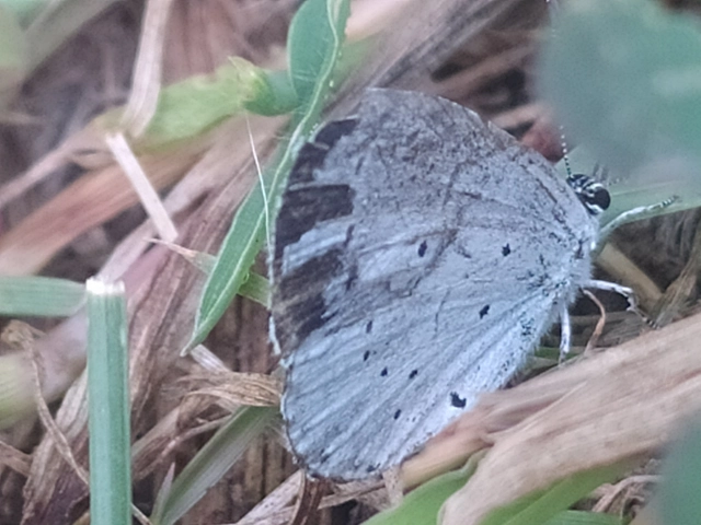 Celastrina argiolus - bengeboglárka