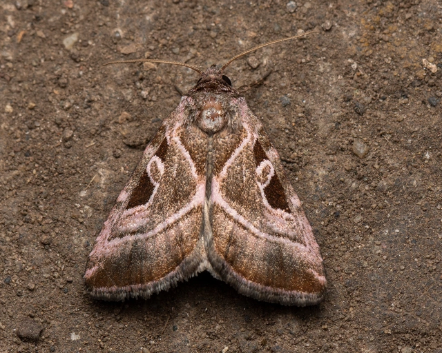 Eucarta virgo - mocsári ametisztbagoly