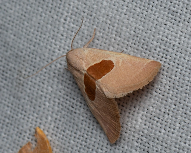 Calymma communimacula - pajzstetűfaló bagoly