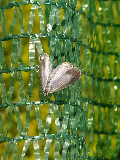 Celastrina argiolus - bengeboglárka