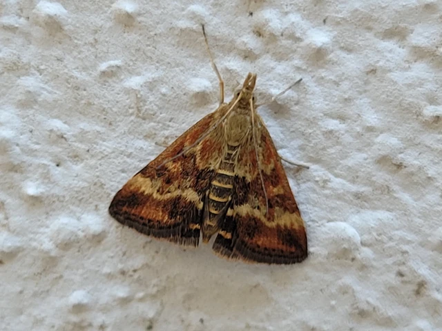 Pyrausta despicata - réti bíbormoly