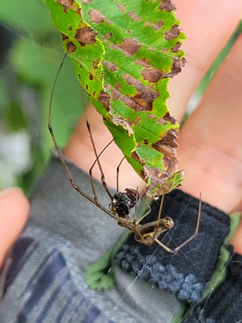 Tetragnatha