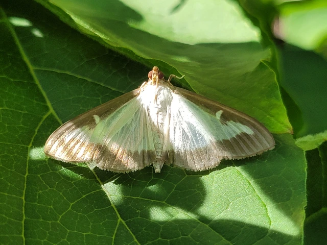 Cydalima perspectalis - puszpáng-tűzmoly