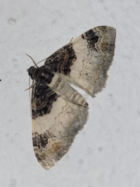 Catarhoe cuculata - csuklyás tarkaaraszoló