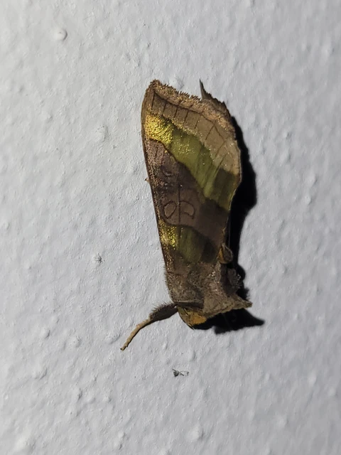 Diachrysia chrysitis - aranybagoly