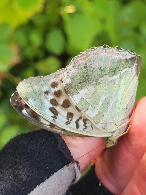 Argynnis paphia - nagy gyöngyházlepke