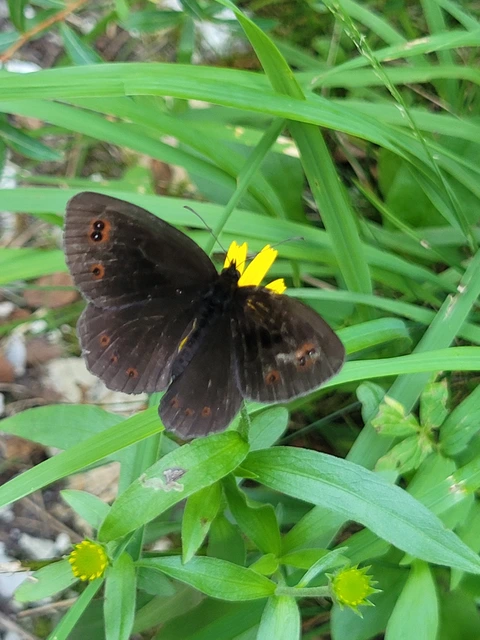 Erebia oeme