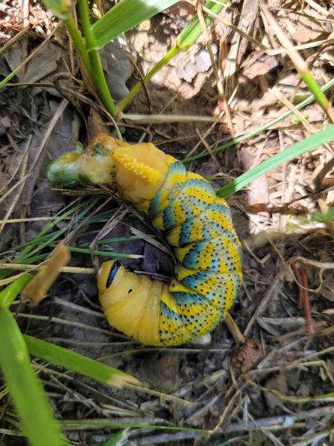 Acherontia atropos - halálfejes lepke