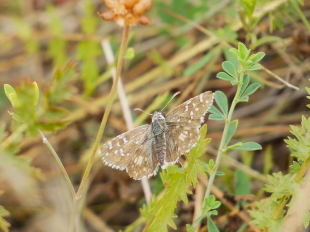 Pyrgus armoricanus - feles busalepke