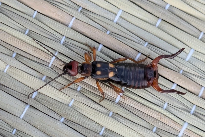 Anechura bipunctata - kétpettyes fülbemászó
