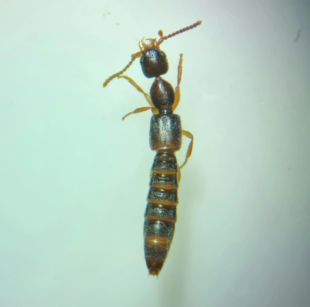 Scopaeus laevigatus - közönséges turzásholyva