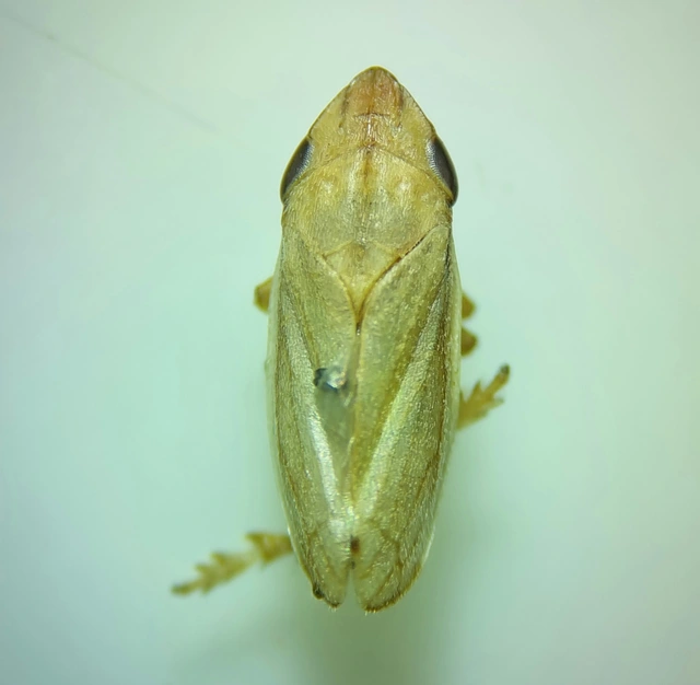Neophilaenus