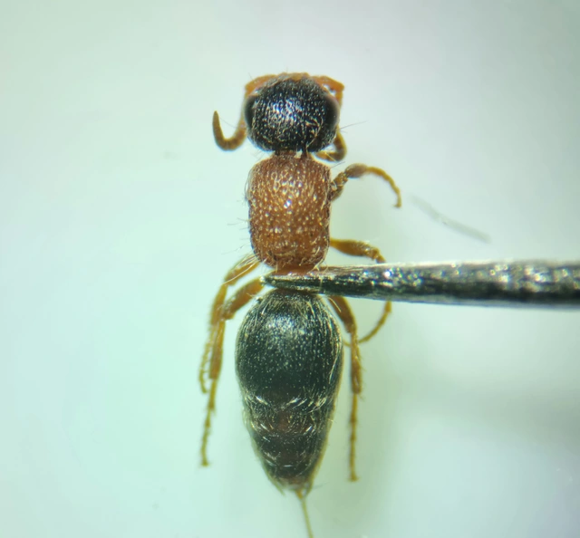 Mutillidae - hangyadarazsak