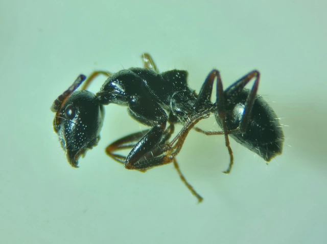 Camponotus piceus - szurkos lóhangya