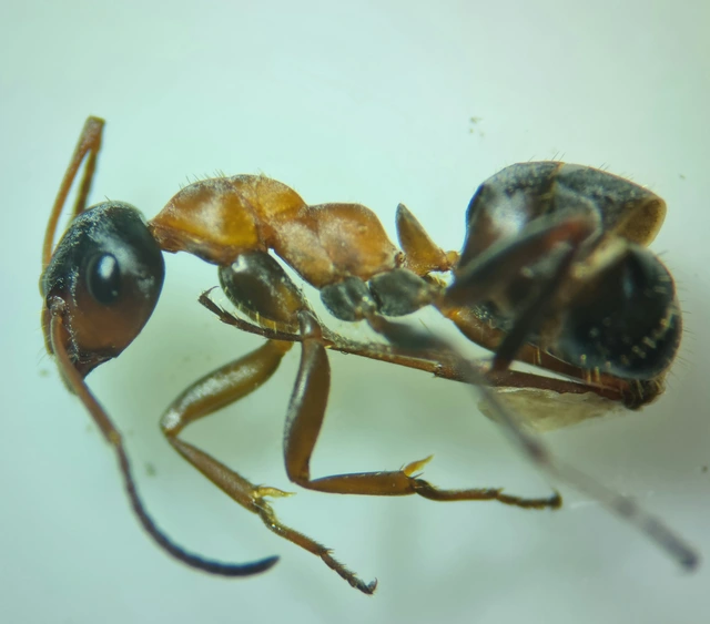 Formica rufibarbis - vörös rabszolgahangya