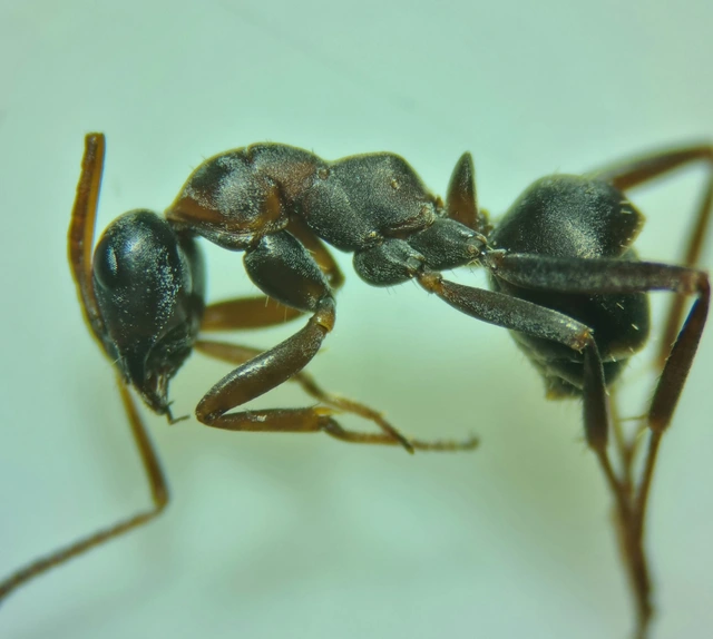 Formica cunicularia - gyakori rabszolgahangya