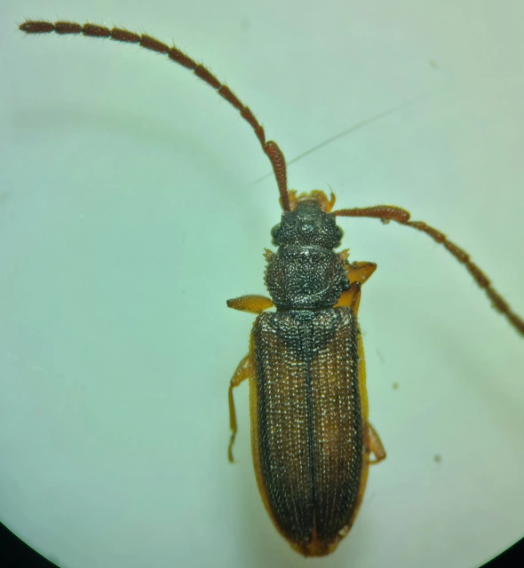 Uleiota planatus - hosszúcsápú fogasnyakú-lapbogár