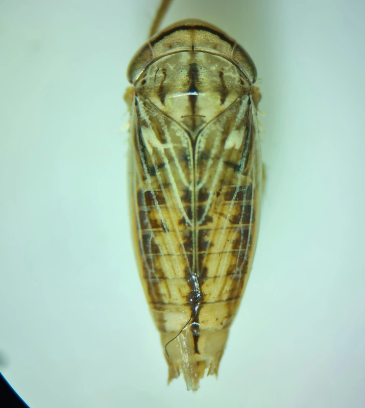 Artianus manderstjernii