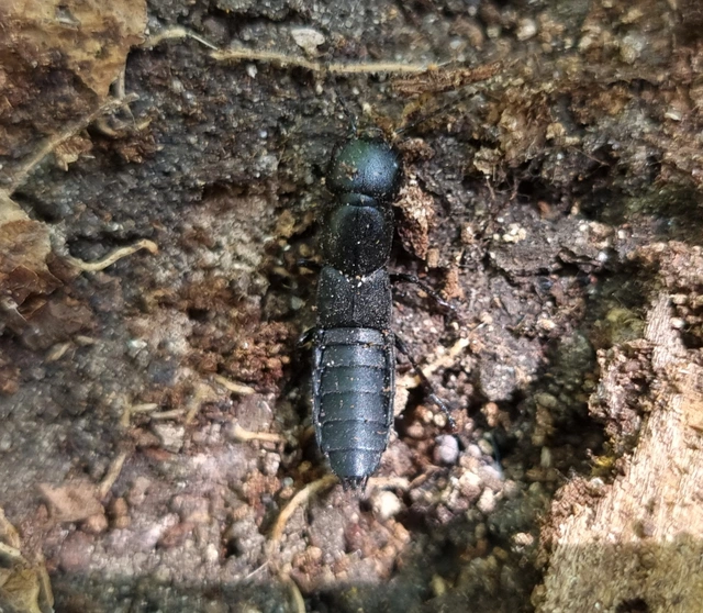 Ocypus ophthalmicus - kék holyva