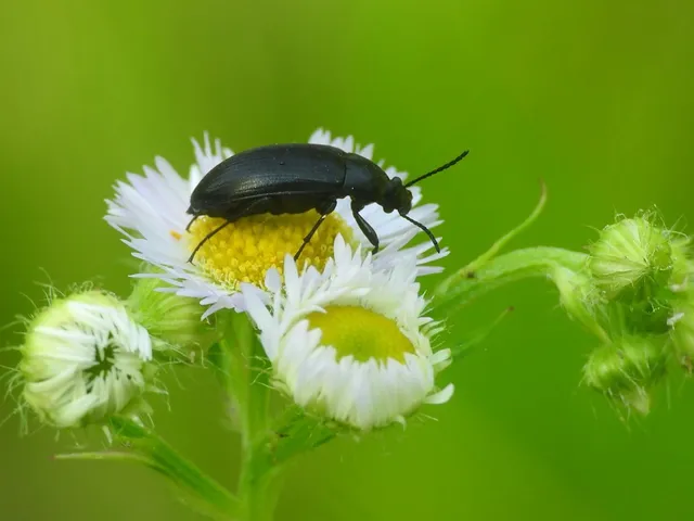 Podonta nigrita - szerecsenbogár