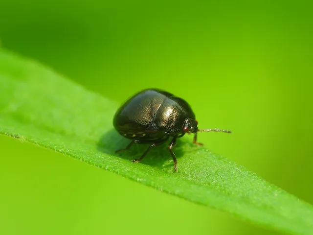 Coptosoma Coptosoma