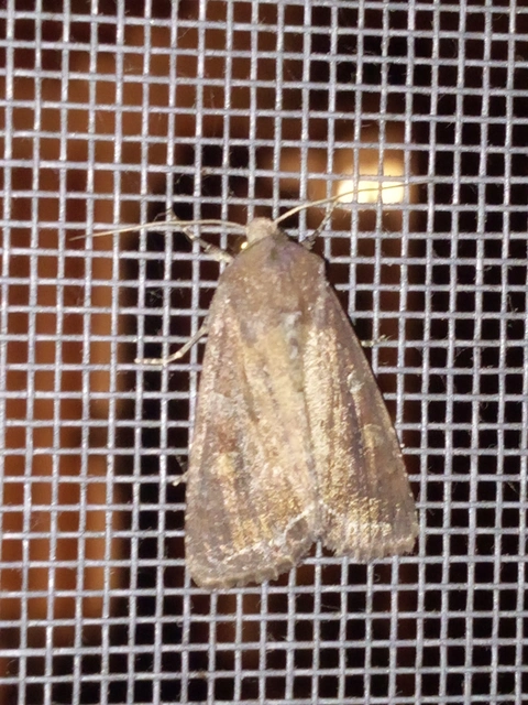 Lacanobia oleracea - saláta-kertibagoly