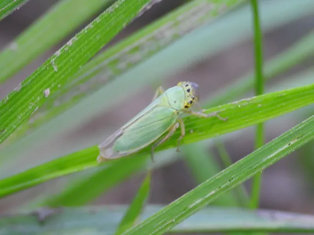 Cicadella viridis - méregzöld kabóca