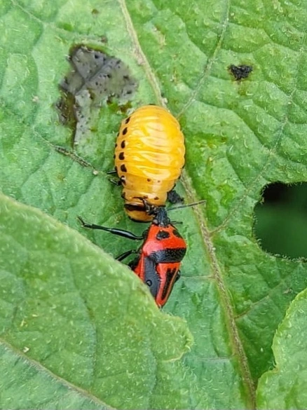 Perillus bioculatus