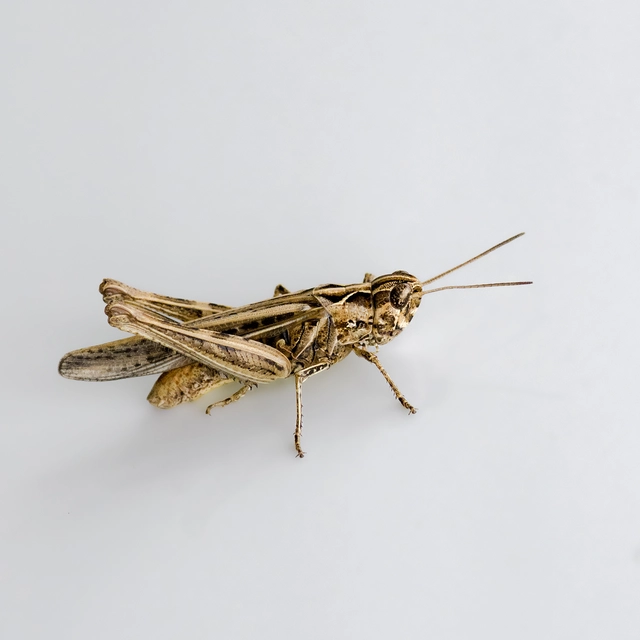 Chorthippus (Glyptobothrus) (subgenus)