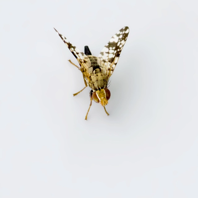 Tephritidae - fúrólégyfélék