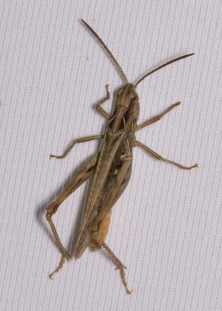 Chorthippus (Glyptobothrus) (subgenus)