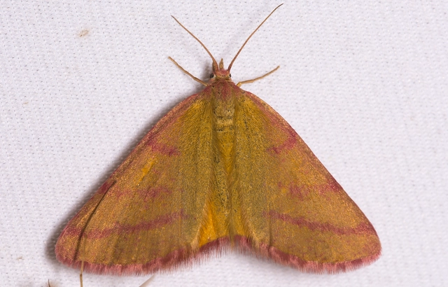 Lythria purpuraria - bíborsávos araszoló