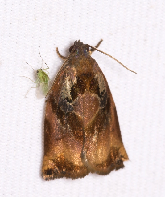 Archips podana - dudvarágó sodrómoly